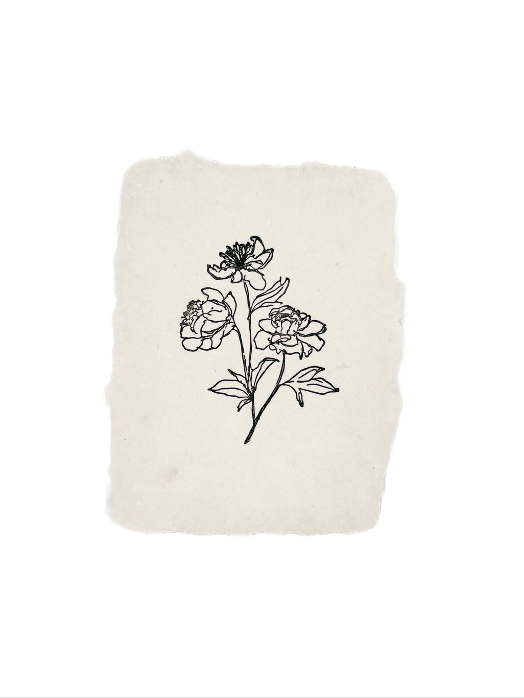 Peony stems